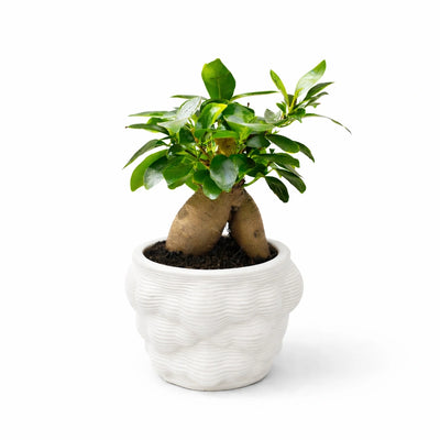 Bonsai Ficus Ginseng in vao artigianale alba D. 10 H. 21 CM