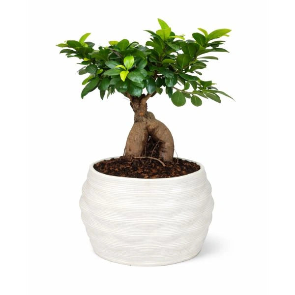 Bonsai Ficus Ginseng - pianta in vaso artigianale Athena XL in argilla su sfondo neutro