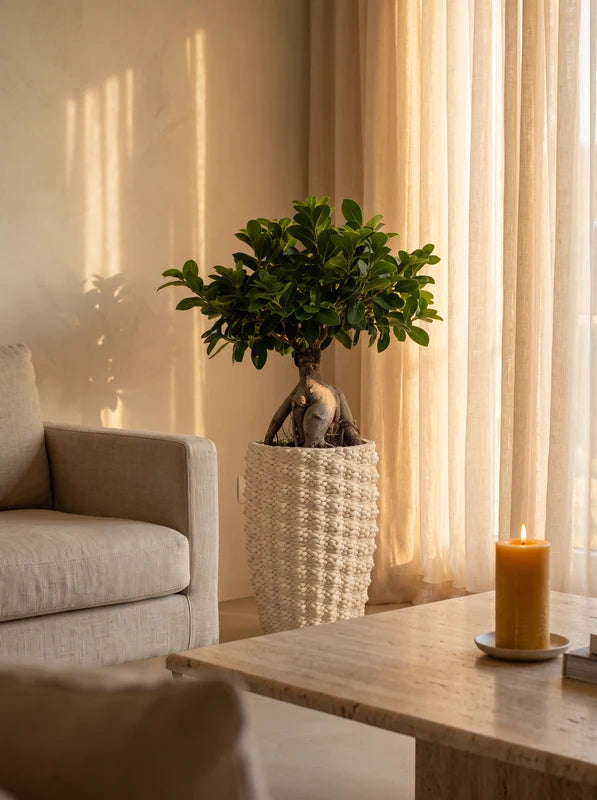 Bonsai Ficus Ginseng in Vaso Fira in argilla