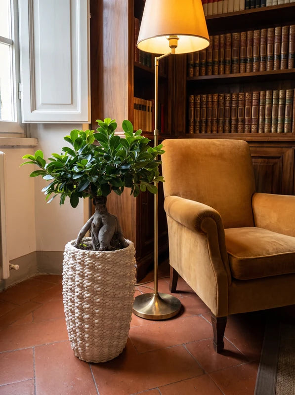 Bonsai Ficus Ginseng in Vaso Fira in argilla