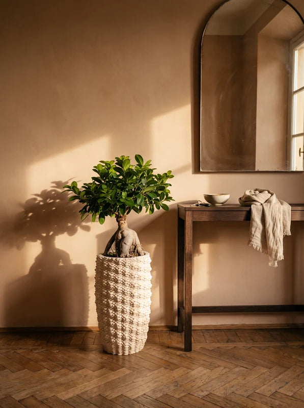Bonsai Ficus Ginseng in Vaso Fira in argilla