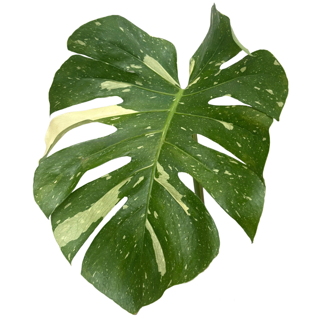 Dettaglio della foglia di Monstera Thai Constellation con vistose variegature crema e tipici intagli a lobi profondi. Eleganza tropicale per interni raffinati.