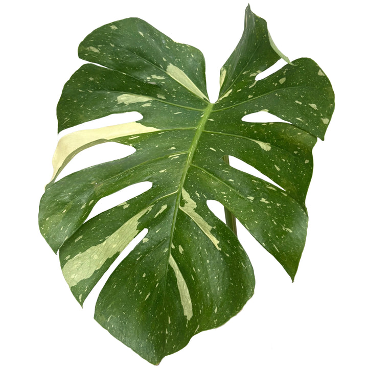 Dettaglio della foglia di Monstera Thai Constellation con vistose variegature crema e tipici intagli a lobi profondi. Eleganza tropicale per interni raffinati.