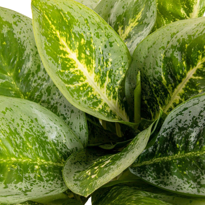 Vista ravvicinata del fogliame fitto della Dieffenbachia Camilla con venature gialle centrali e margini verde chiaro.