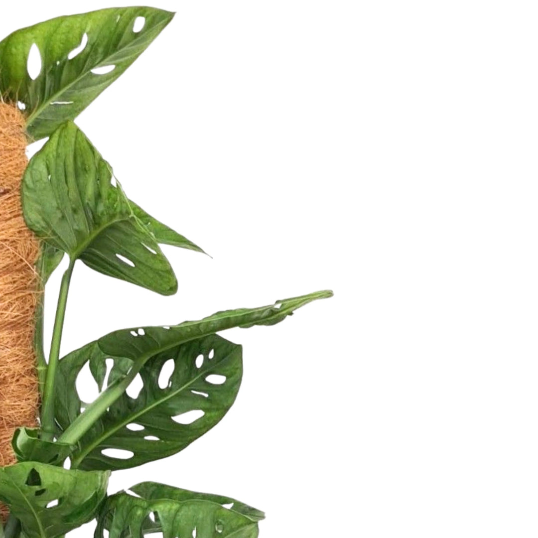 Monstera Obliqua Monkey Mask - dettaglio foglie traforate