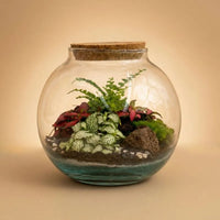 Terrarium con piante verdi - Vista frontale del terrarium compatto