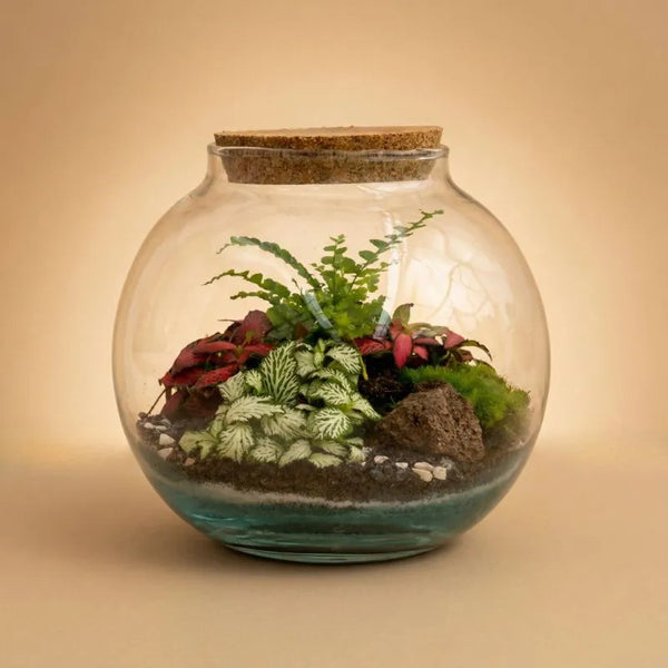 Terrarium Anime avec plantes vertes