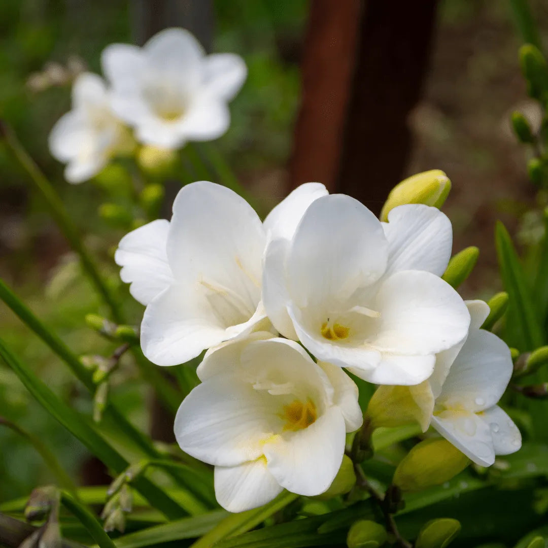 Fresia fiore - Dettaglio dei fiori bianchi della Fresia, eleganti e profumati