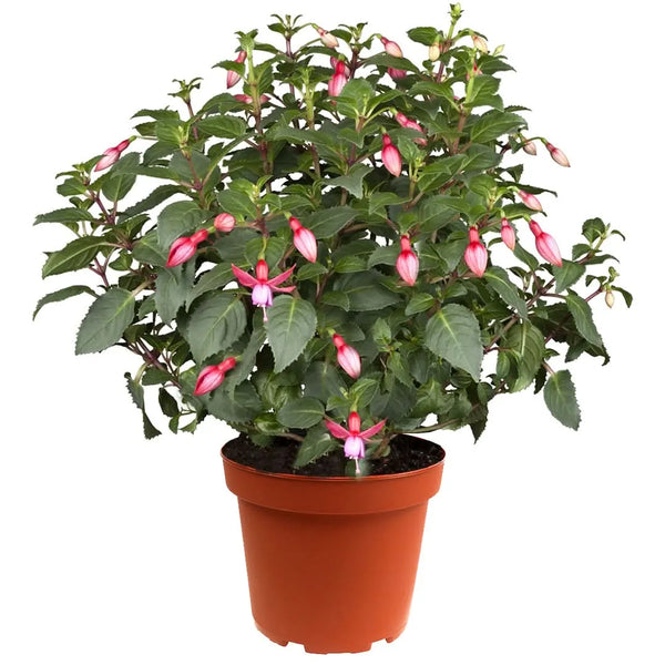 Fucsia D. 14 H.30 cm