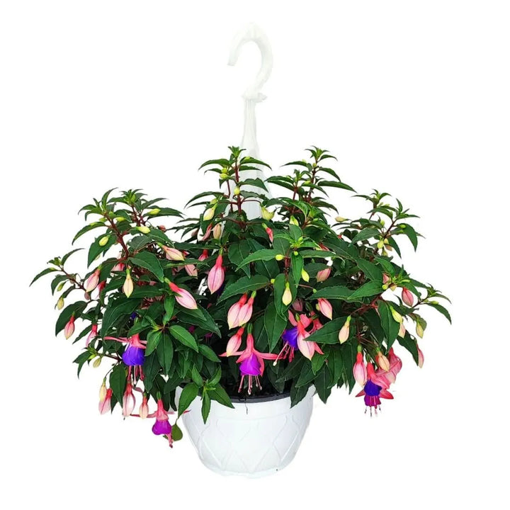 Fucsia pianta vaso - Vista laterale di fucsia ricadente con fiori rosa e viola