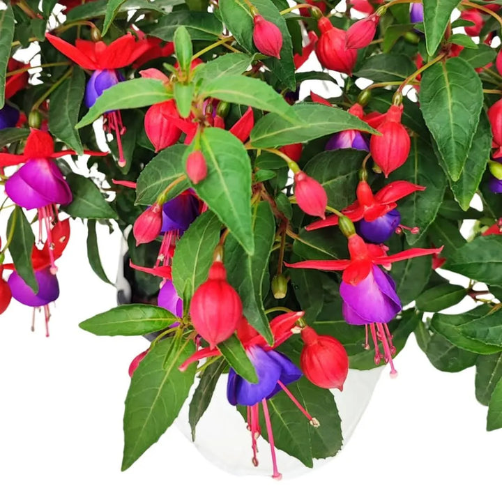 Fiori fucsia vaso - Dettaglio ravvicinato di fiori di fucsia rossi e viola