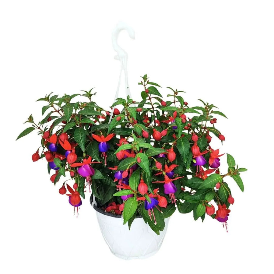 Fucsia in vaso basket D.19 - Pianta fiorita con fiori rossi e viola in vaso bianco