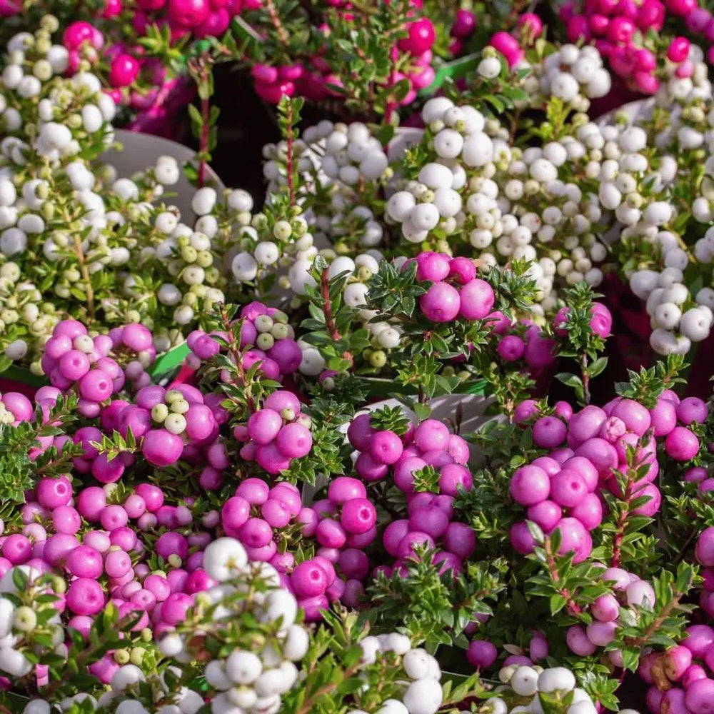 Gaultheria mucronata D. 17 - i Giardini di Giulia