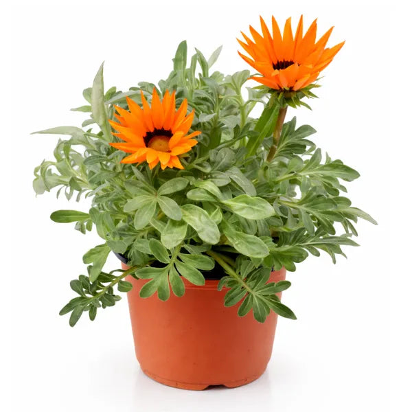 Gazania colori misti D.14 H.25 cm