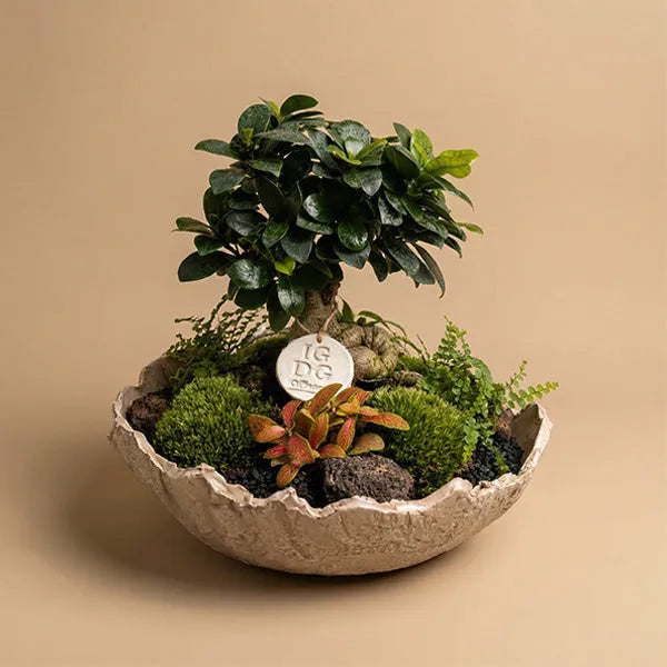 Géoterrarium avec bonsaï D.31