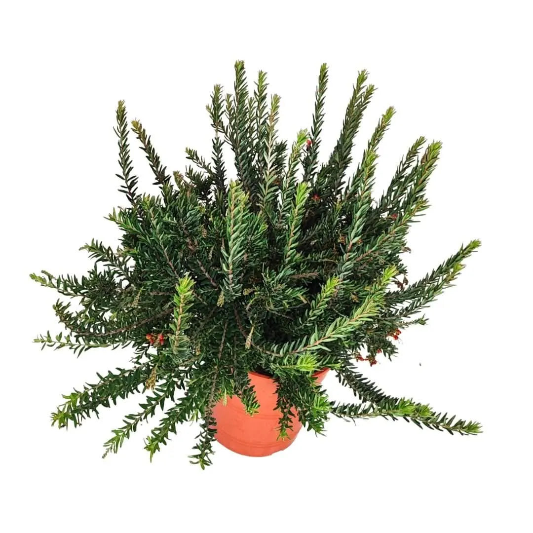 Grevillea Firework - Vista dall'alto con fogliame aghiforme compatto