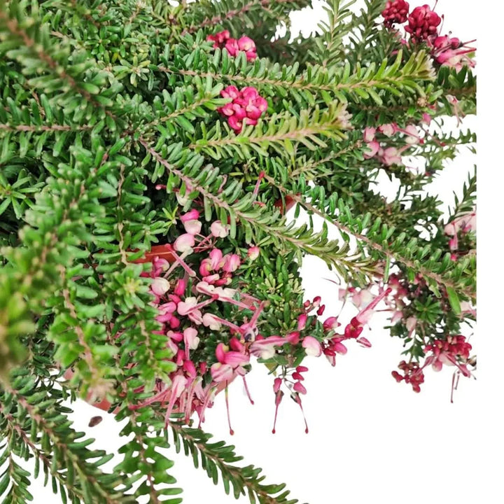 Grevillea Firework - Dettaglio dei fiori vivaci tra il fogliame verde