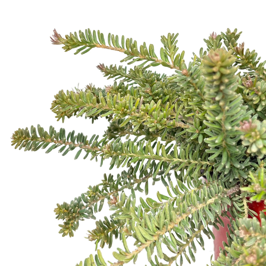Fogliame della Grevillea Mount Tamboritha - dettaglio foglie grigio-verdi e boccioli