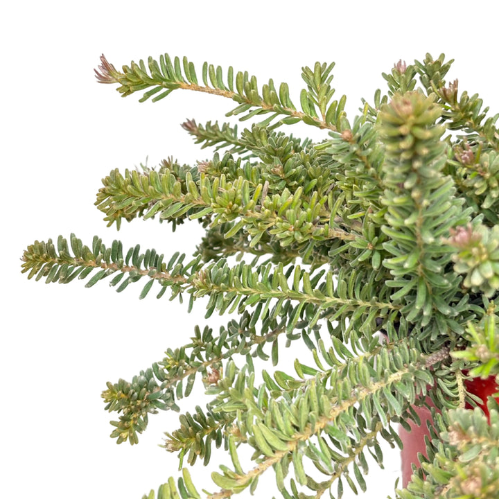 Fogliame della Grevillea Mount Tamboritha - dettaglio foglie grigio-verdi e boccioli