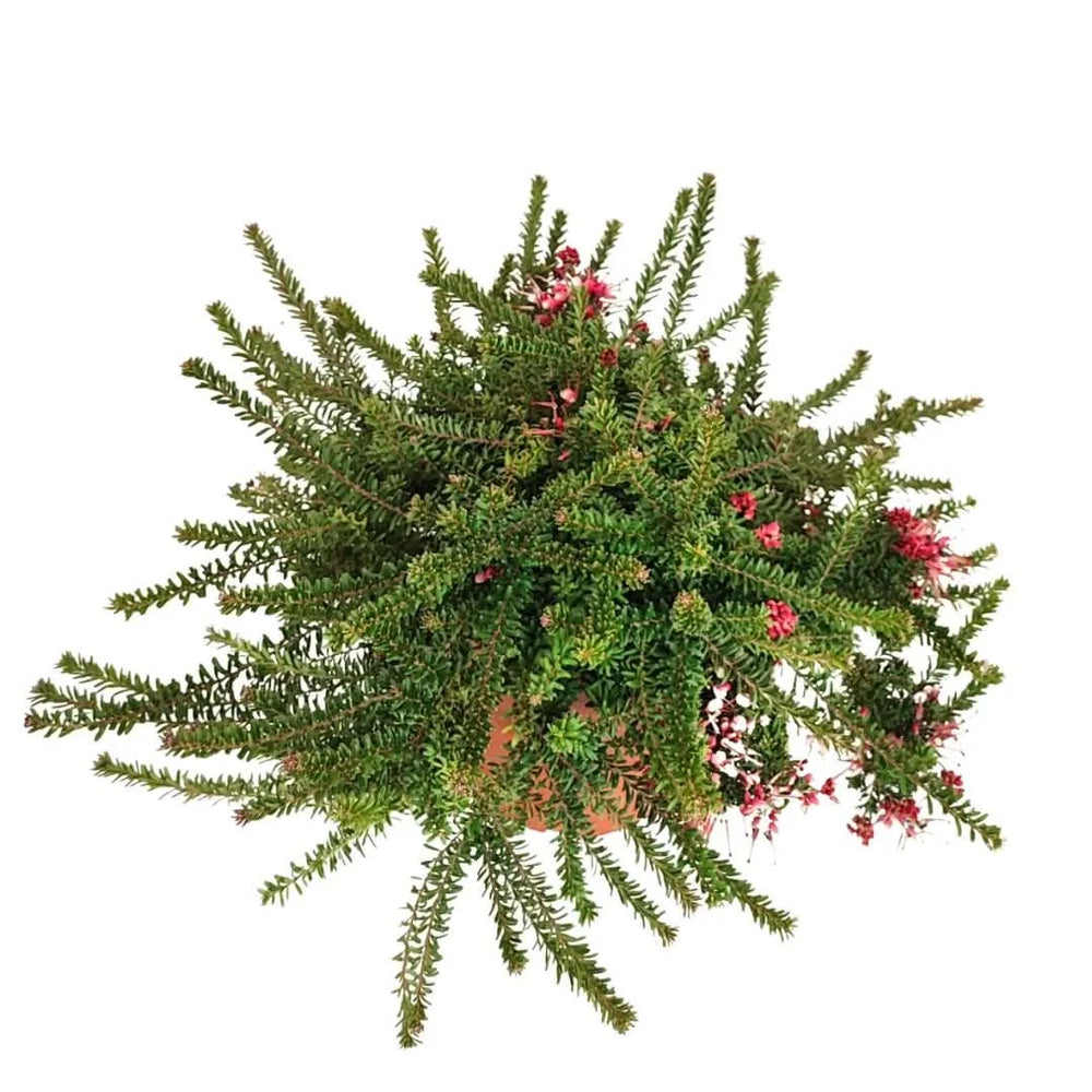 Grevillea Mount Tamboritha - vista dall'alto del fogliame fine verde-grigiastro compatto