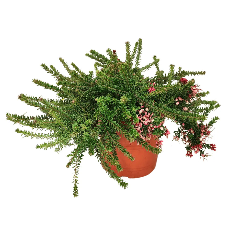 Grevillea Mount Tamboritha - pianta da esterno in vaso di terracotta con fioritura rosa-rossastra