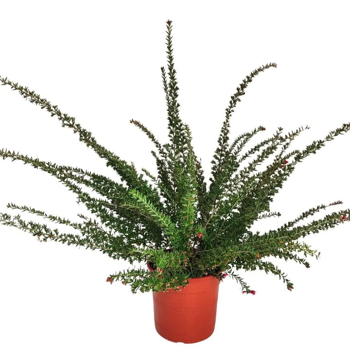 Grevillea Poorinda Rondeau - pianta in vaso da 24 cm, vista frontale