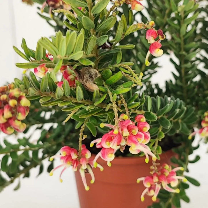 Grevillea Winter Wonder - dettaglio dei fiori rosa e gialli in piena fioritura