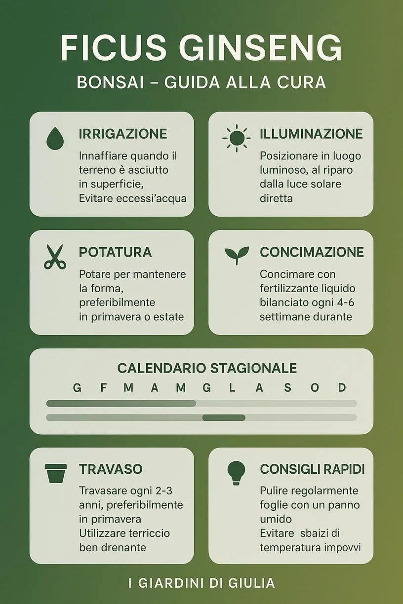 Bonsai Ficus Ginseng in vaso Thetis - esempio di ambientazione interna