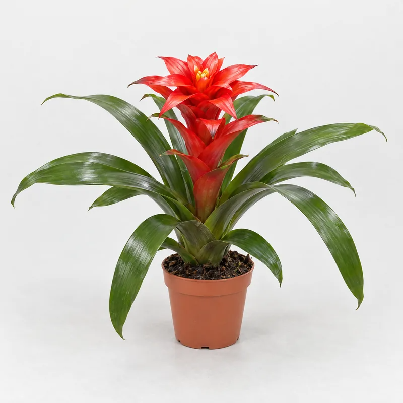 Guzmania rossa (Guzmania lingulata) alta 45 cm in vaso Ø 12 cm su sfondo neutro