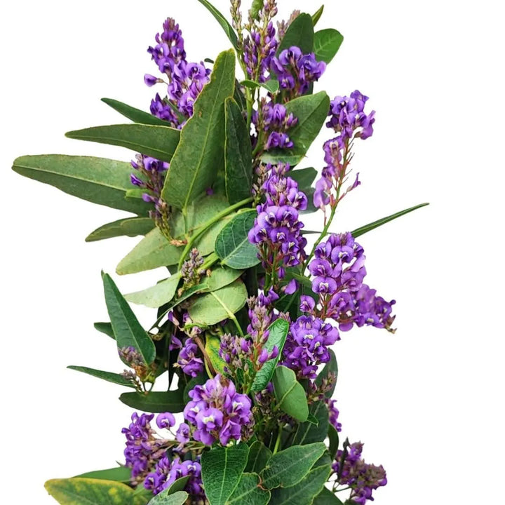 Fioritura Hardenbergia - dettaglio fiori viola della pianta rampicante