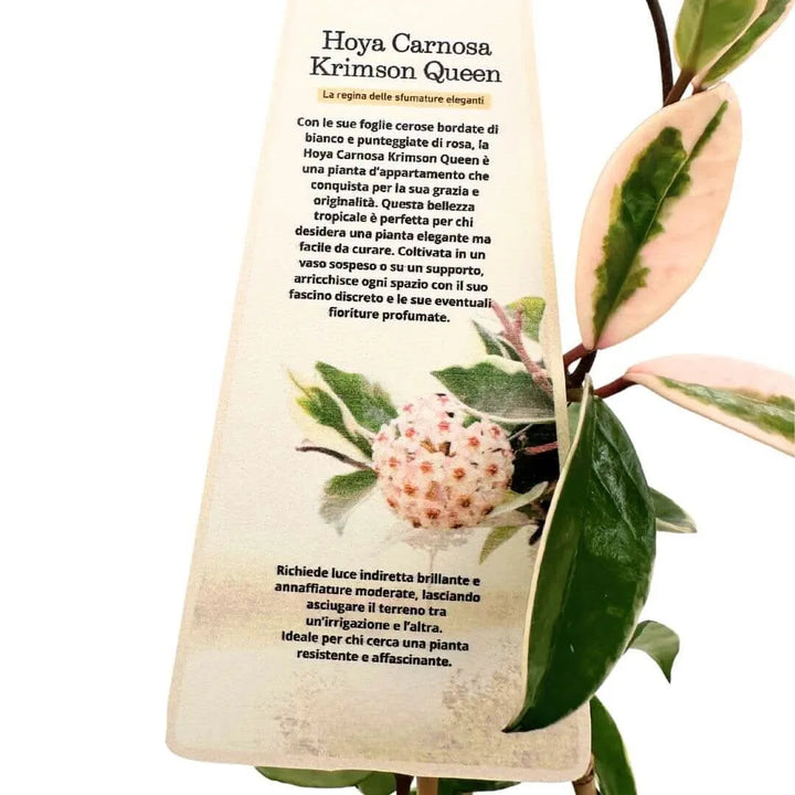 Hoya Carnosa Krimson Queen - etichetta descrittiva con informazioni sulla cura della pianta e fioritura