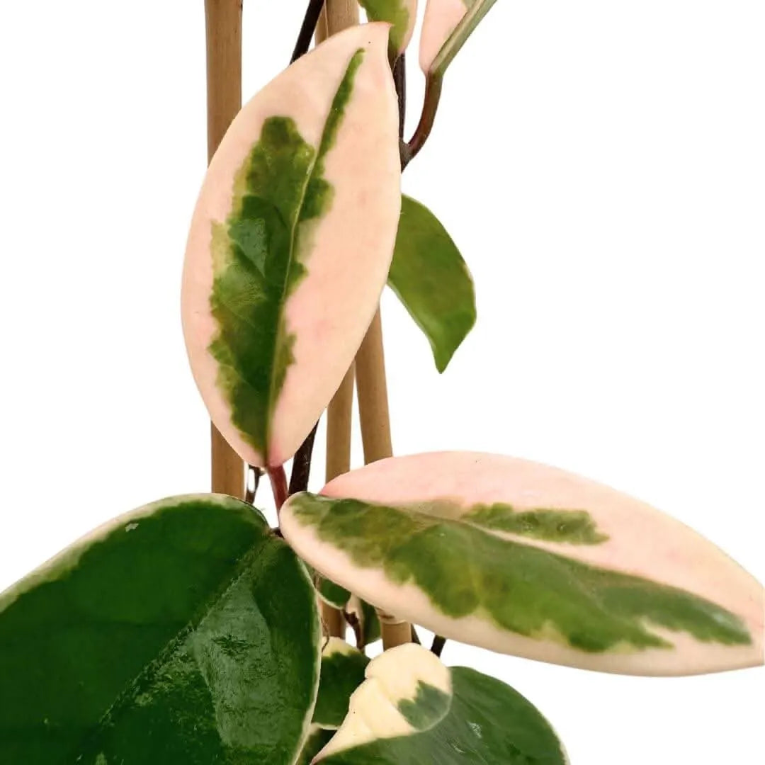 Hoya Carnosa Krimson Queen - primo piano foglie variegate rosa, verdi e bianche
