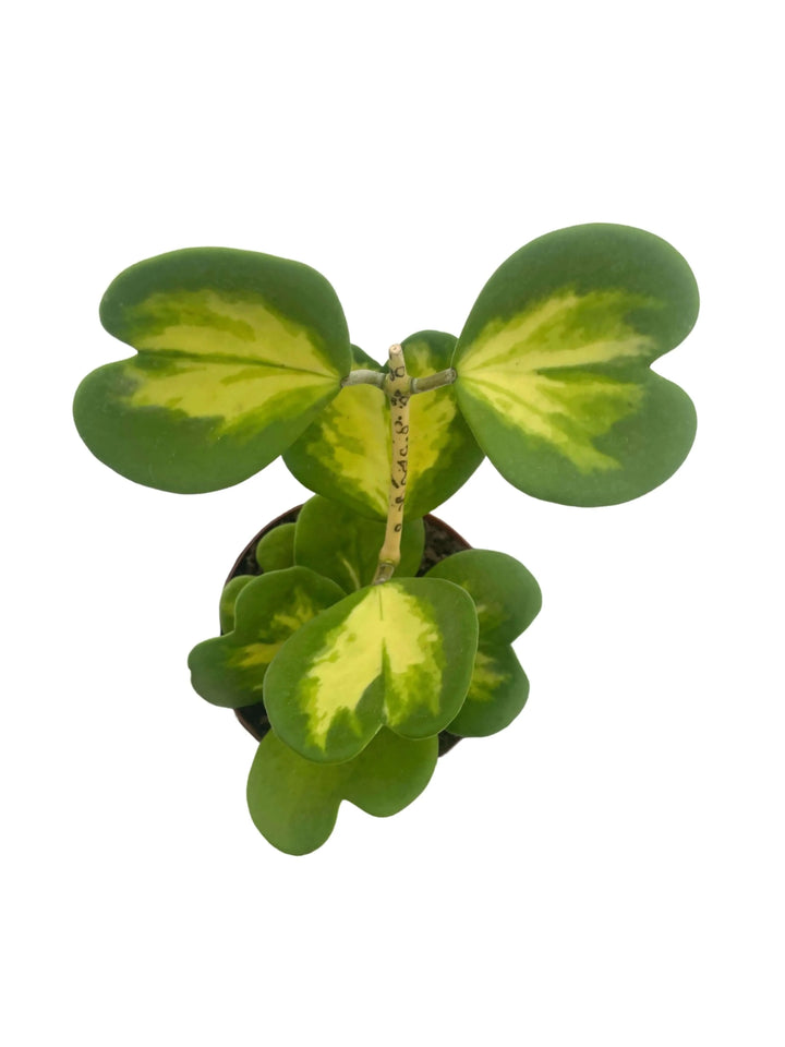 Dettaglio foglie Hoya Kerrii Variegata - variegature crema e verde brillanti