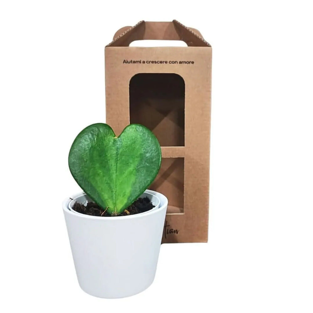 Hoya Kerrii Variegata in vaso bianco - pianta dei cuori con confezione regalo