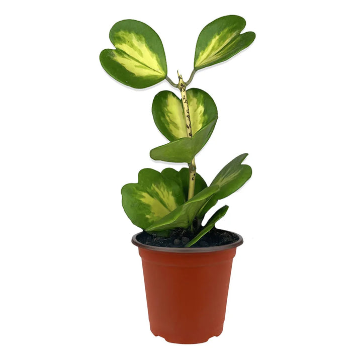 Hoya Kerrii Variegata in vaso - pianta decorativa per la casa con variegature uniche