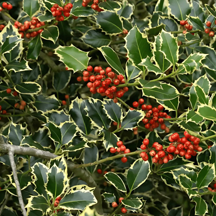 Ilex aquifolium 'Argentea Marginata' vaso 17 cm. (Agrifoglio) - i Giardini di Giulia