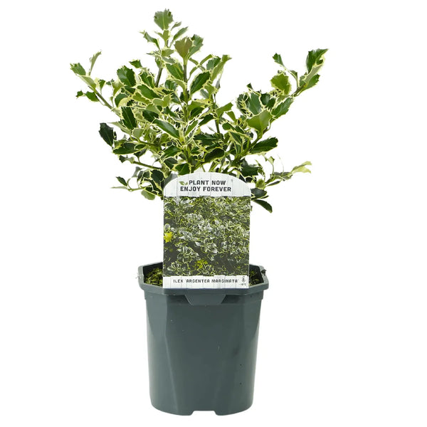 Ilex aquifolium 'Argentea Marginata