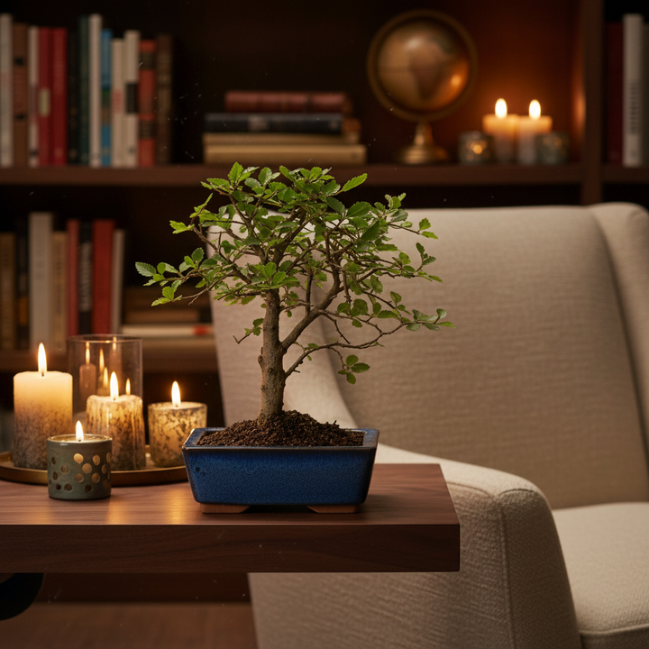 Bonsai Zelkova Parvifolia 5 anni su mensola in noce scuro, luce calda, arredamento premium da interno