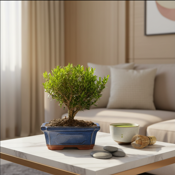 Bonsai Bosso di Harland 6 anni Premium - su tavolino in marmo con accessori zen