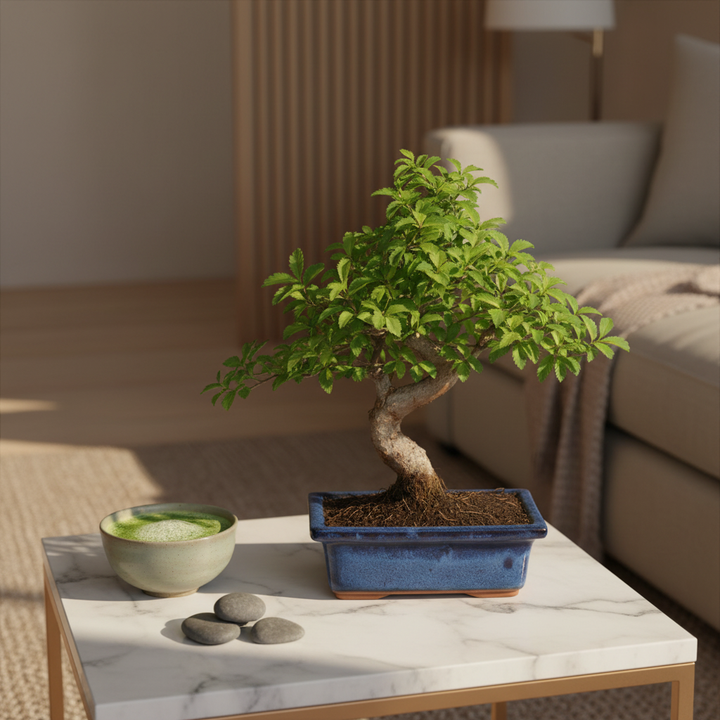 Bonsai Olmo Giapponese 6 anni Premium su tavolino con corteccia decorativa in evidenza