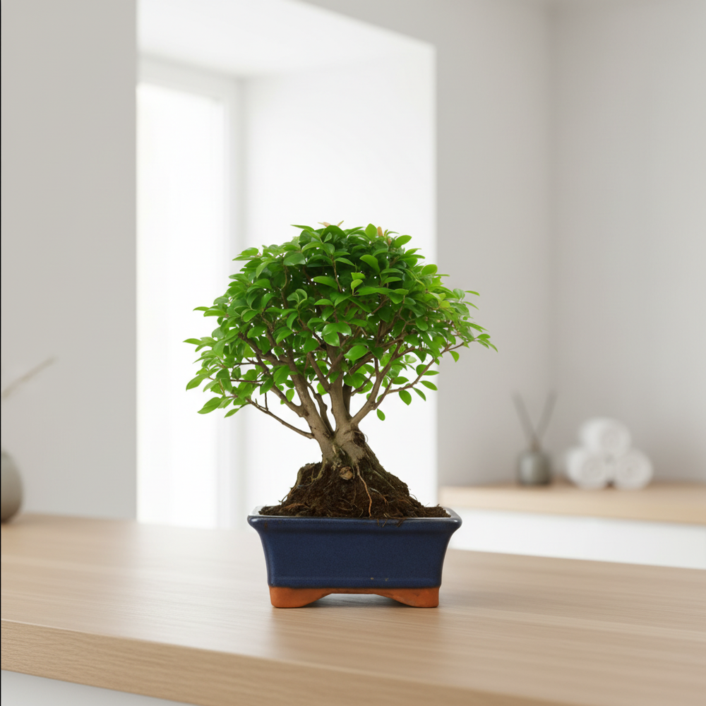 Bonsai Sageretia Theezans 5 anni - bonsai con rami sottili e foglie verdi lucide su un tavolo in legno chiaro in un salotto luminoso e minimalista