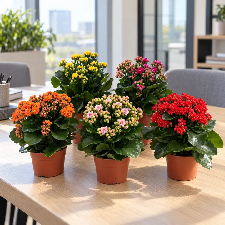 Kalanchoe Calandiva a fiori doppi in colori misti su una scrivania in ufficio luminoso