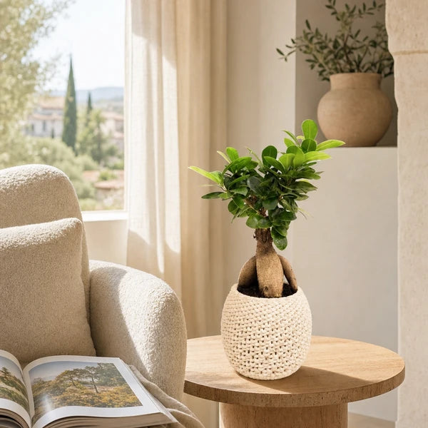 Bonsaï Ficus Ginseng Kira