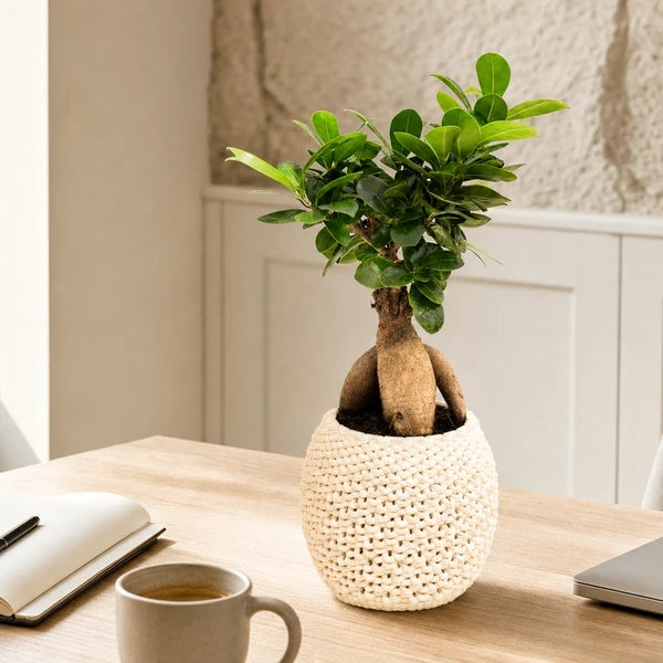 Bonsaï Ficus Ginseng Kira