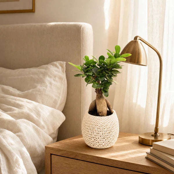 Bonsaï Ficus Ginseng Kira