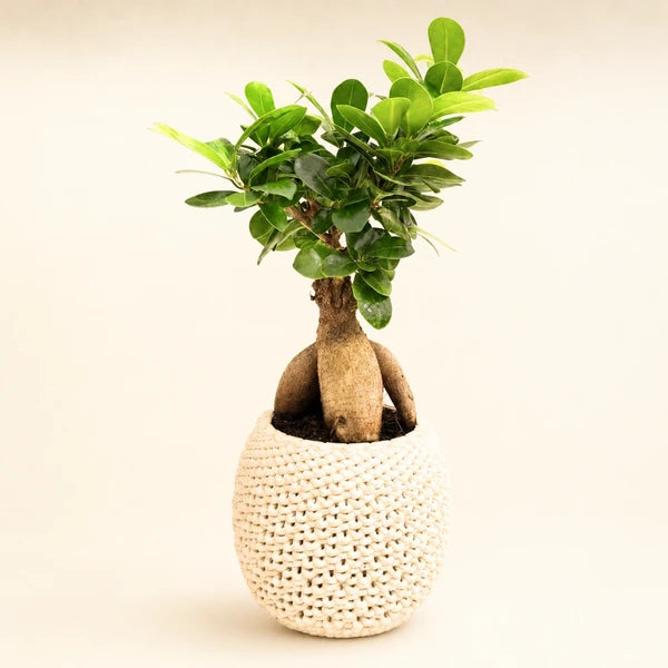 Bonsaï Ficus Ginseng Kira