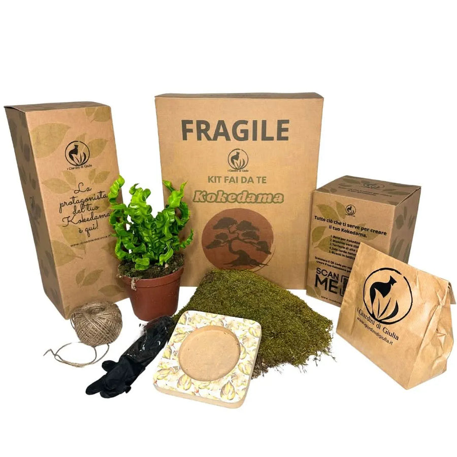  Kit Kokedama Fai Da Te con Asplenium Crispy Wave – confezione completa con pianta, muschio, base, guanti e accessori, I Giardini di Giulia