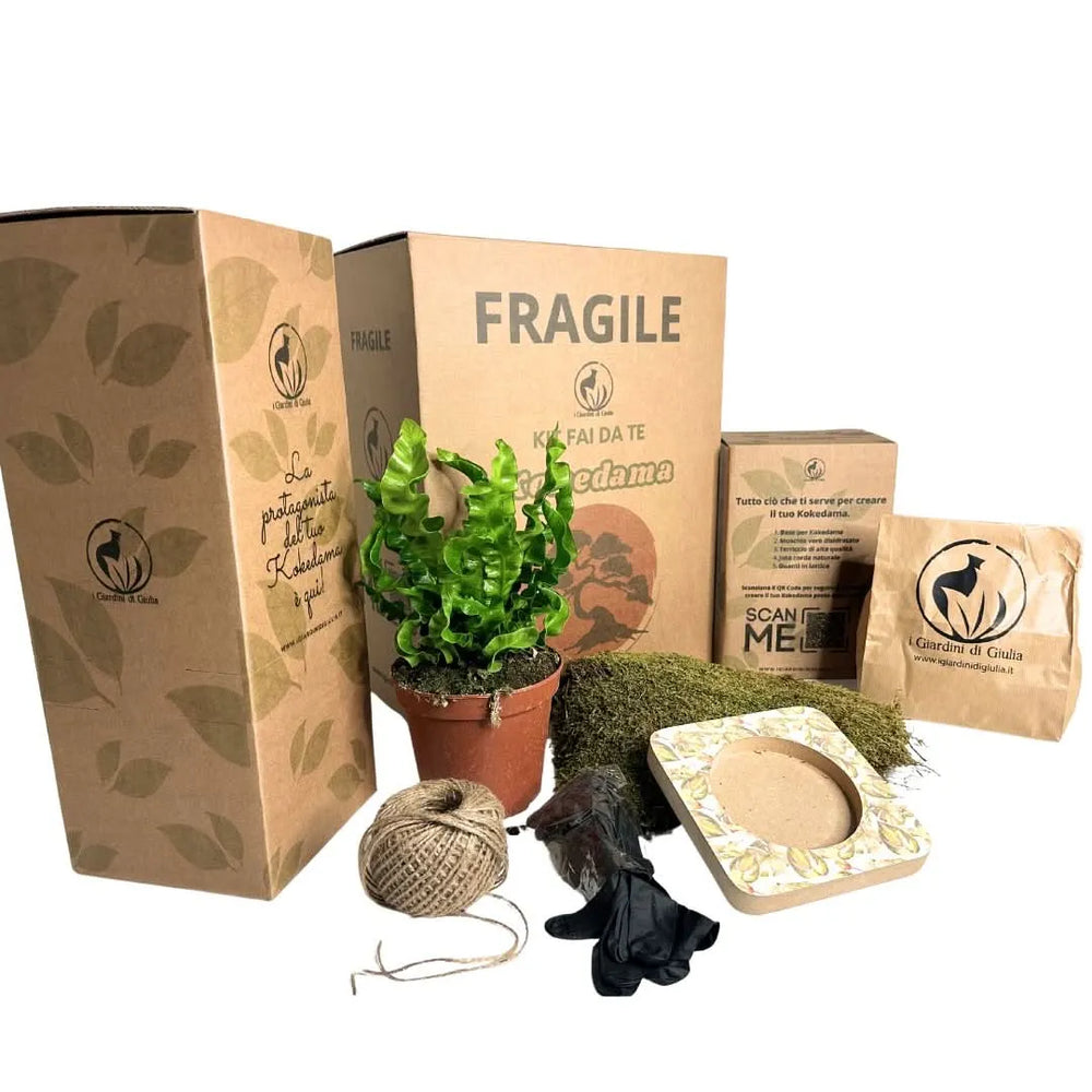 Kit Kokedama completo con Asplenium Crispy Wave, muschio naturale, cordino, base decorativa, guanti e confezione eco – I Giardini di Giulia