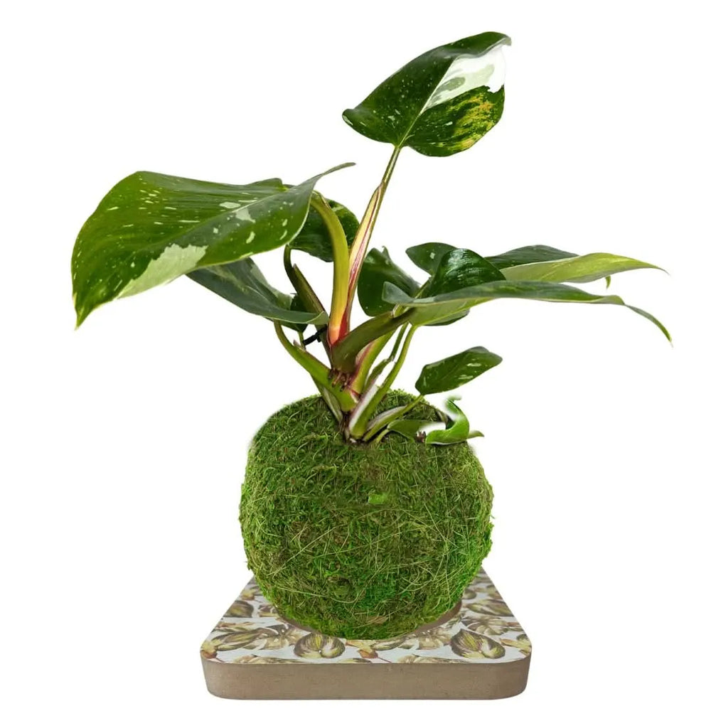 Philodendron White Wave in stile kokedama su base decorativa – pianta variegata con foglie verdi e screziature bianche, montata su sfera di muschio, realizzazione by I Giardini di Giulia.