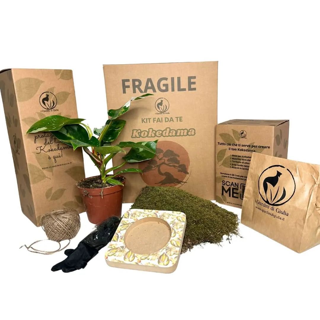 Kit Kokedama Fai Da Te con Philodendron White Wave - contenuto completo con pianta variegata, muschio, base decorativa, filo di juta e strumenti per la creazione, by I Giardini di Giulia.